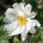 Preview: Anemone Japonica-Hybride 'Wirbelwind' - Herbst-Anemone